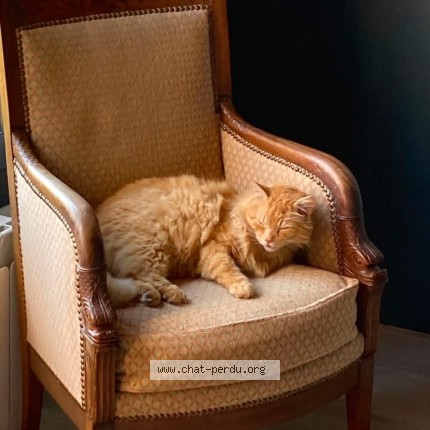 Photo de chat perdu à Auzouville Sur Ry