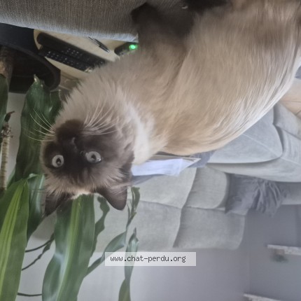 Photo de chat perdu à Bazoques
