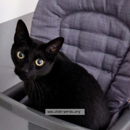 Photo 1/1 Tyo Chat perdu à Lumbres