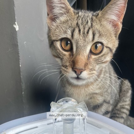 Photo de chat trouvé à Lormont