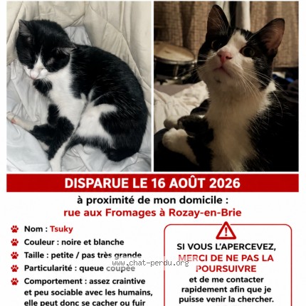 Photo de chat perdu à Rozay En Brie