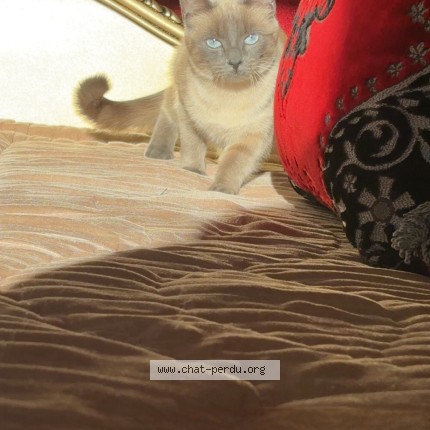 Photo de chat perdu à Manosque