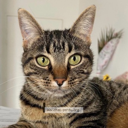 Photo de chat perdu à La Baule