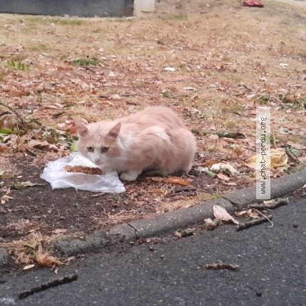 Photo de chat trouvé à Pontault Combault