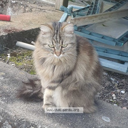 Photo de chat perdu à Les Landes Genusson
