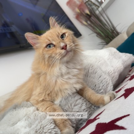 Photo de chat perdu à Montpellier