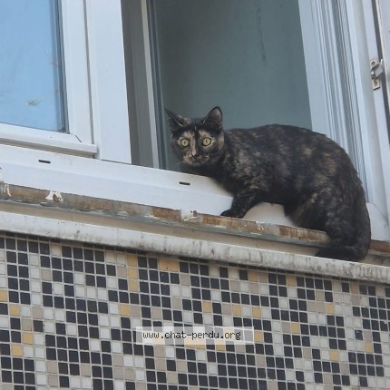 Photo de chat perdu à Vitry Sur Seine