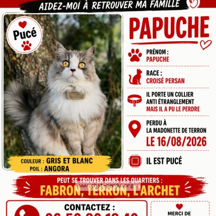 Photo de chat perdu à Nice