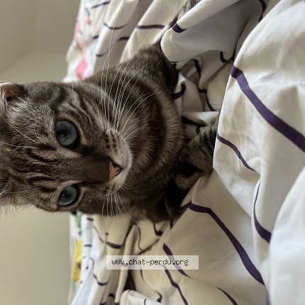 Photo 1/1 Napoléon Chat perdu à Doue En Anjou