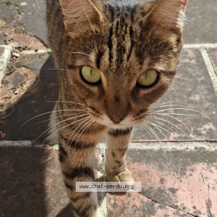 Photo de chat trouvé à Saint Orens