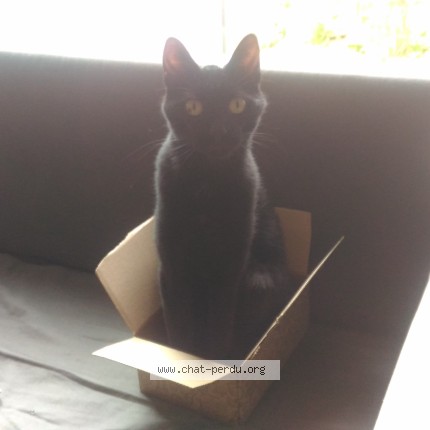 Photo 2/2 Fabien Le Fur Chat perdu à Brest