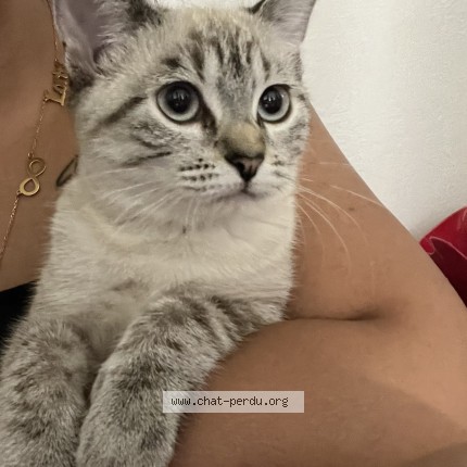 Photo de chat perdu à Sarcelles
