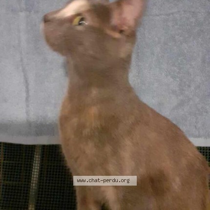 Photo 1/1 Chat trouvé Trouvé à Savolles