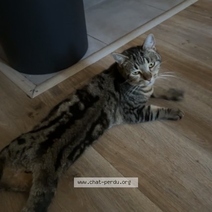 Photo 1/1 lucero Chat perdu à Saulx Les Chartreux