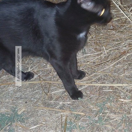 Photo de chat trouvé à Toulouse