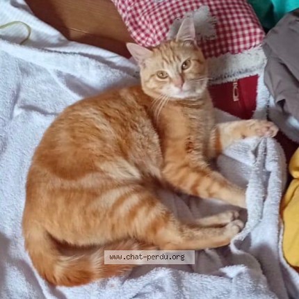 Photo de chat perdu à Meillon