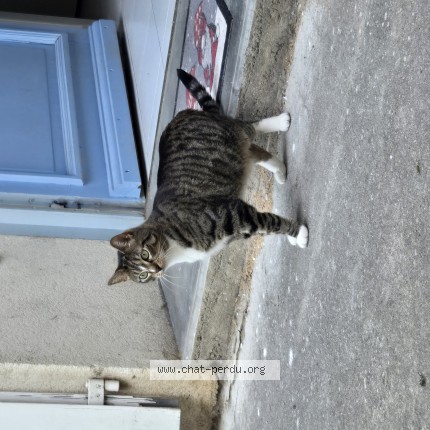 Photo 1/1 Chaussette Chat perdu à Mirabel Et Blacons