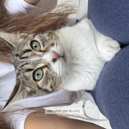 Photo de chat perdu à Ronchin