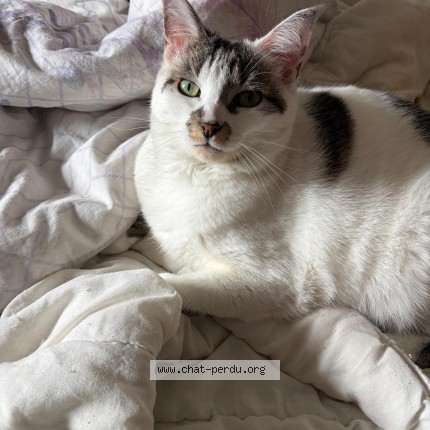 Photo de chat perdu à Ormesson Sur Marne