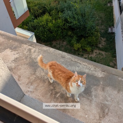 Photo de chat perdu à Montpellier