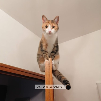Photo de chat perdu à Frepillon