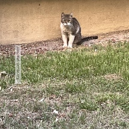 Photo de chat perdu à Montpellier