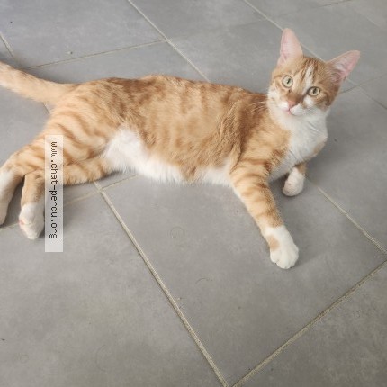 Photo de chat perdu à Pau
