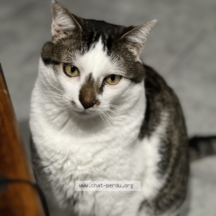 Photo de chat perdu à Cravans