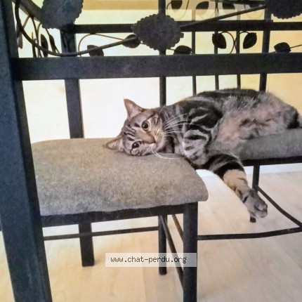 Photo 1/1 néo Chat perdu à Nevers
