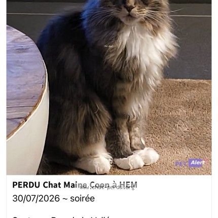 Photo de chat perdu à Hem