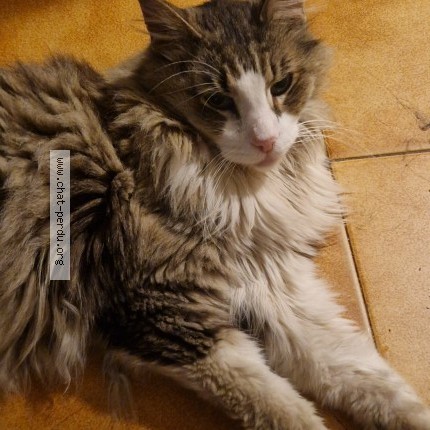 Photo de chat trouvé à Aix En Provence