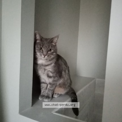 Photo de chat perdu à La Rosiere