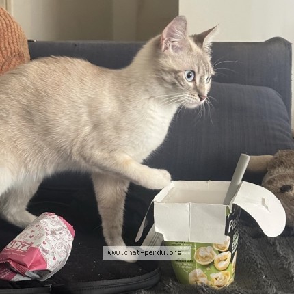 Photo de chat perdu à Bondoufle