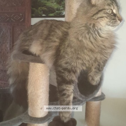 Photo de chat perdu à Cergy