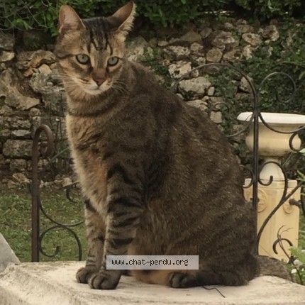 Photo 1/1 BOUNTY Chat perdu à Grasse