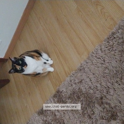 Photo 1/1 jori Chat perdu à Bruxelles