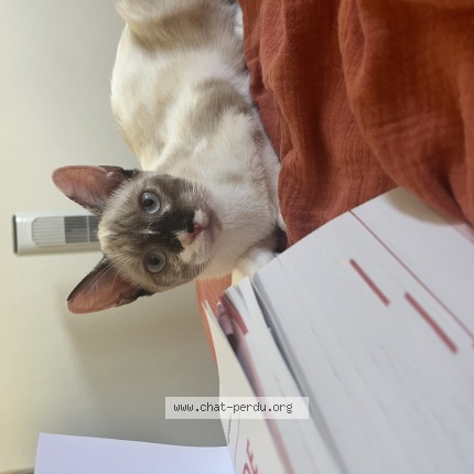 Photo 1/1 Freyja Chat perdu à Merignac