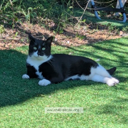 Photo de chat perdu à Vendargues