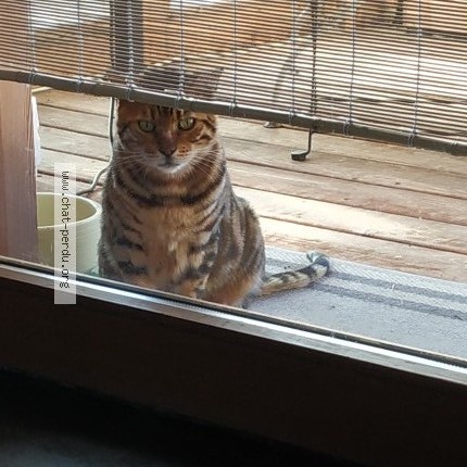 Photo de chat trouvé à Villars