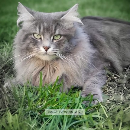 Photo de chat perdu à Draguignan