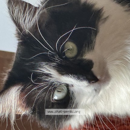 Photo de chat perdu à Coueron