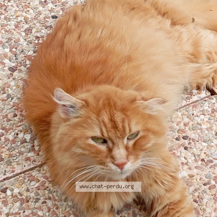 Photo 1/1 Chat trouvé Trouvé à Bavilliers