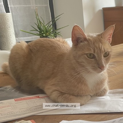 Photo de chat perdu à Gujan Mestras