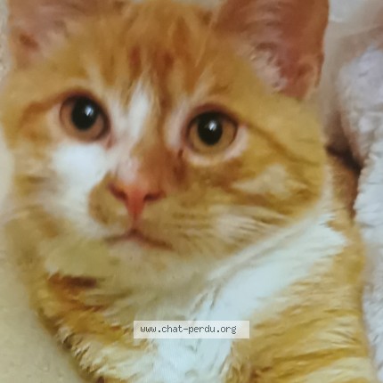 Photo de chat perdu à Clermont Ferrand
