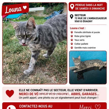 Photo de chat perdu à Eragny
