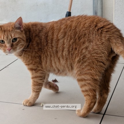 Photo de chat perdu à La Roche Sur Yon