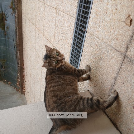 Photo de chat trouvé à Limoges