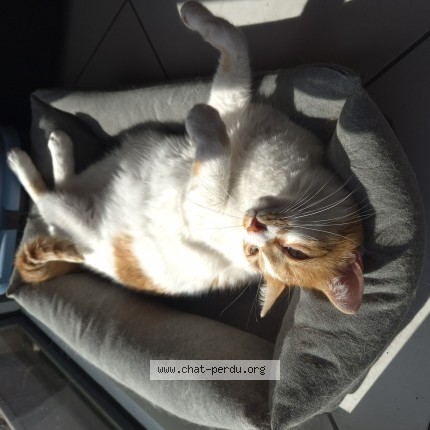 Photo de chat perdu à Audierne