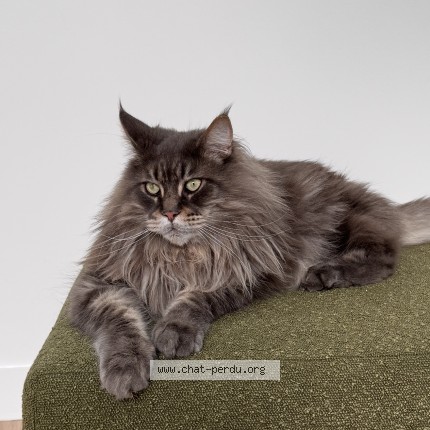 Photo de chat perdu à Fleurines