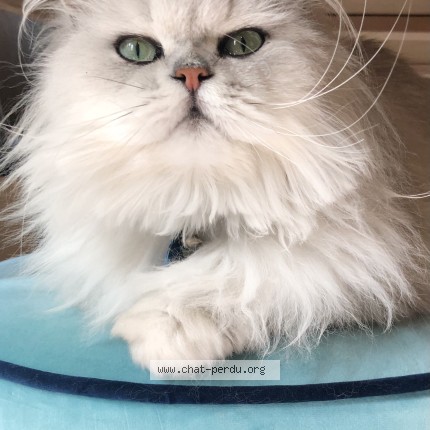 Photo de chat perdu à Les Sables D Olonne